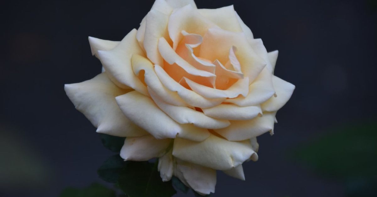 Secret Lair: Celebrating a Milestone in Style | Image Source