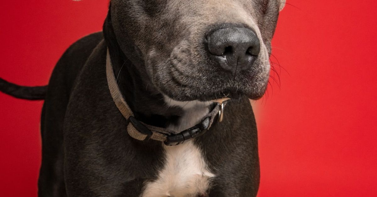 Heartfelt Christmas wishes for your beloved boyfriend image