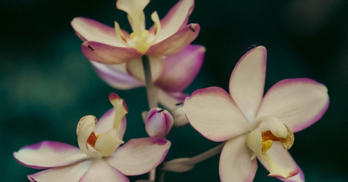 Pandora Anniversary Charm: Discover the Ultimate Guide