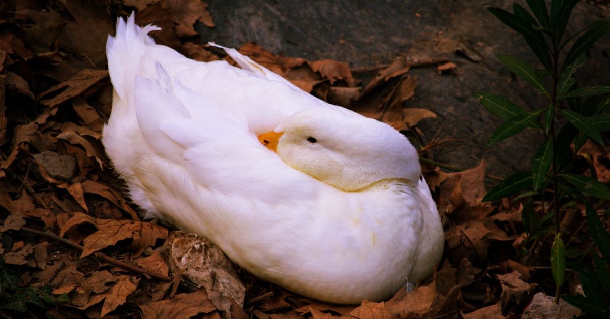 Discovering the significance of a 70th wedding anniversary celebration.